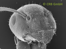 Notre image préférée – la fourmi – largeur d’image env. 1 mm | © CRB Analyse Service GmbH